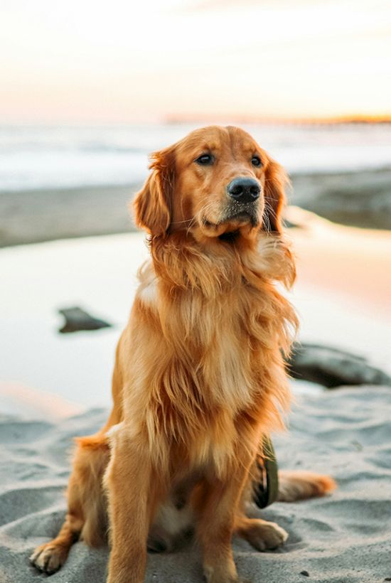 A golden retriever sits on a sandy beach at sunset, watching the waves with a calm, friendly expression.