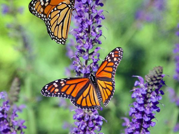 Two orange-and-black monarch butterflies sip nectar from purple wildflowers in a sunny, green garden.