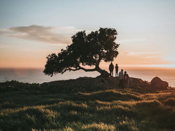 A golden-sunset coastal scene: a group of hikers stroll beside a lone tree overlooking the ocean.